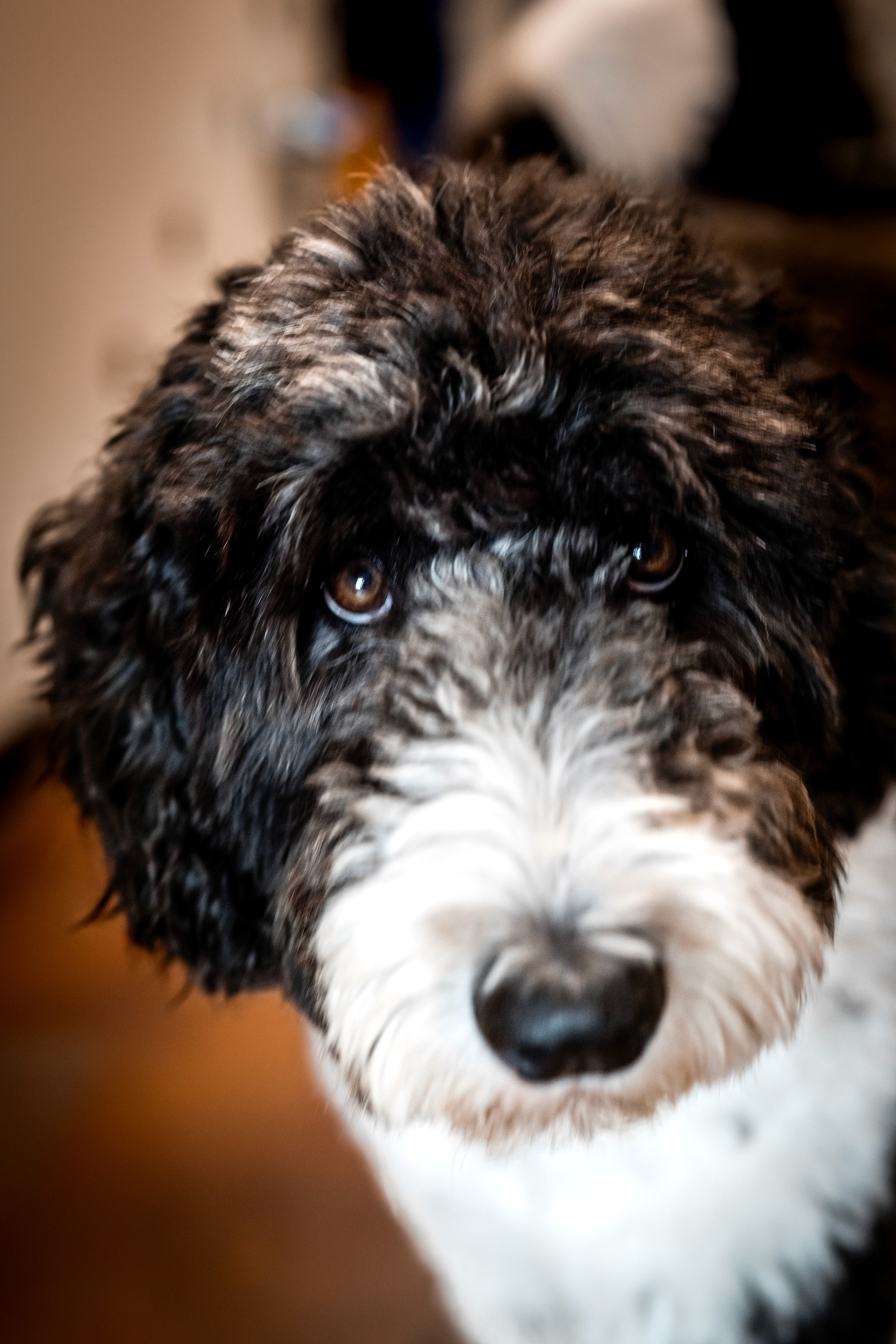 Jack, Dr. Luke’s dog and a beloved member of the Three Springs Animal Hospital family.
