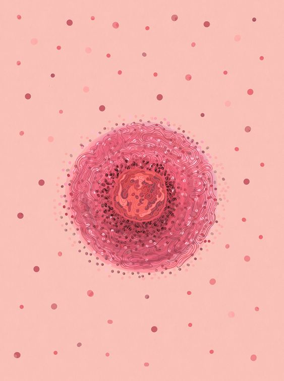 illustration representing female egg that is matured for ovulation