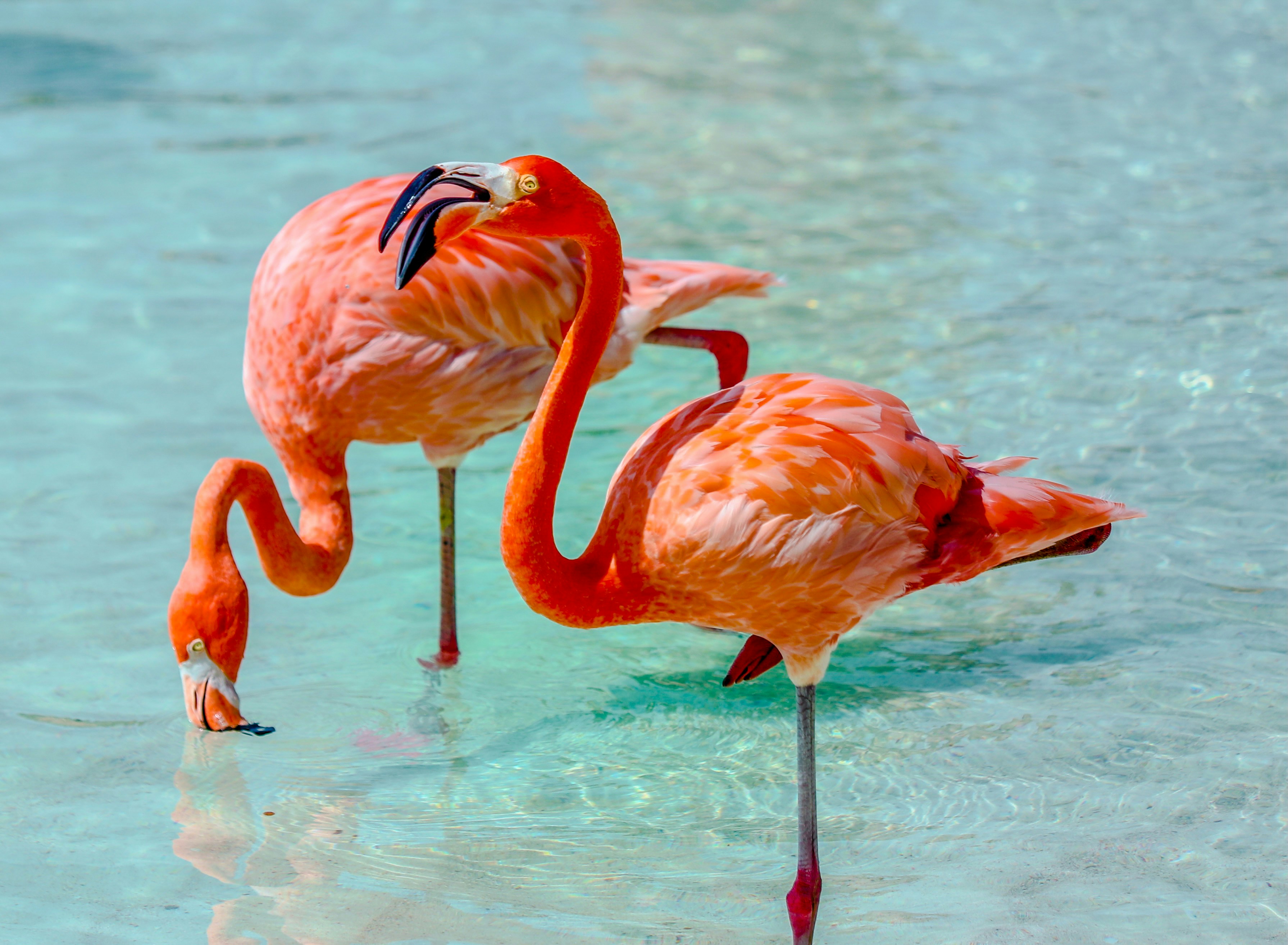 Car rental aruba flamingo