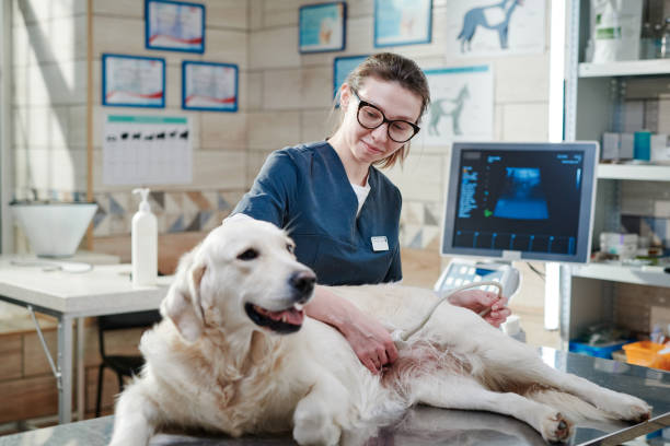 A dog getting an ultrasound at the vet clinic