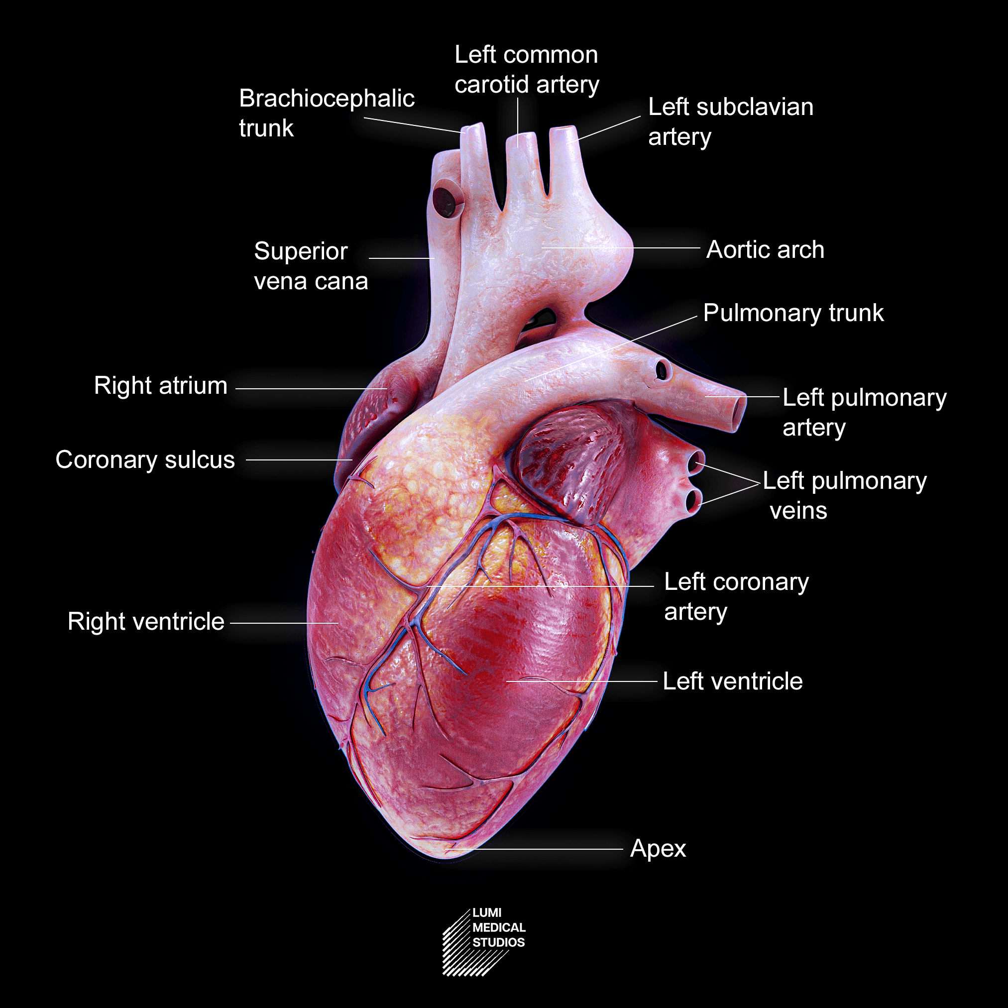 3D illustration of the human ribcage, highlighting detailed anatomy of ribs, sternum, and spinal column for medical education and visualization purposes.