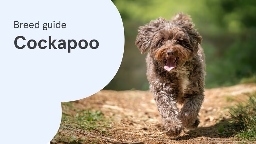 A chocolate Cockapoo with a curly coat trots happily along a woodland path, alongside a "Breed guide: Cockapoo" text graphic on a pale blue background.