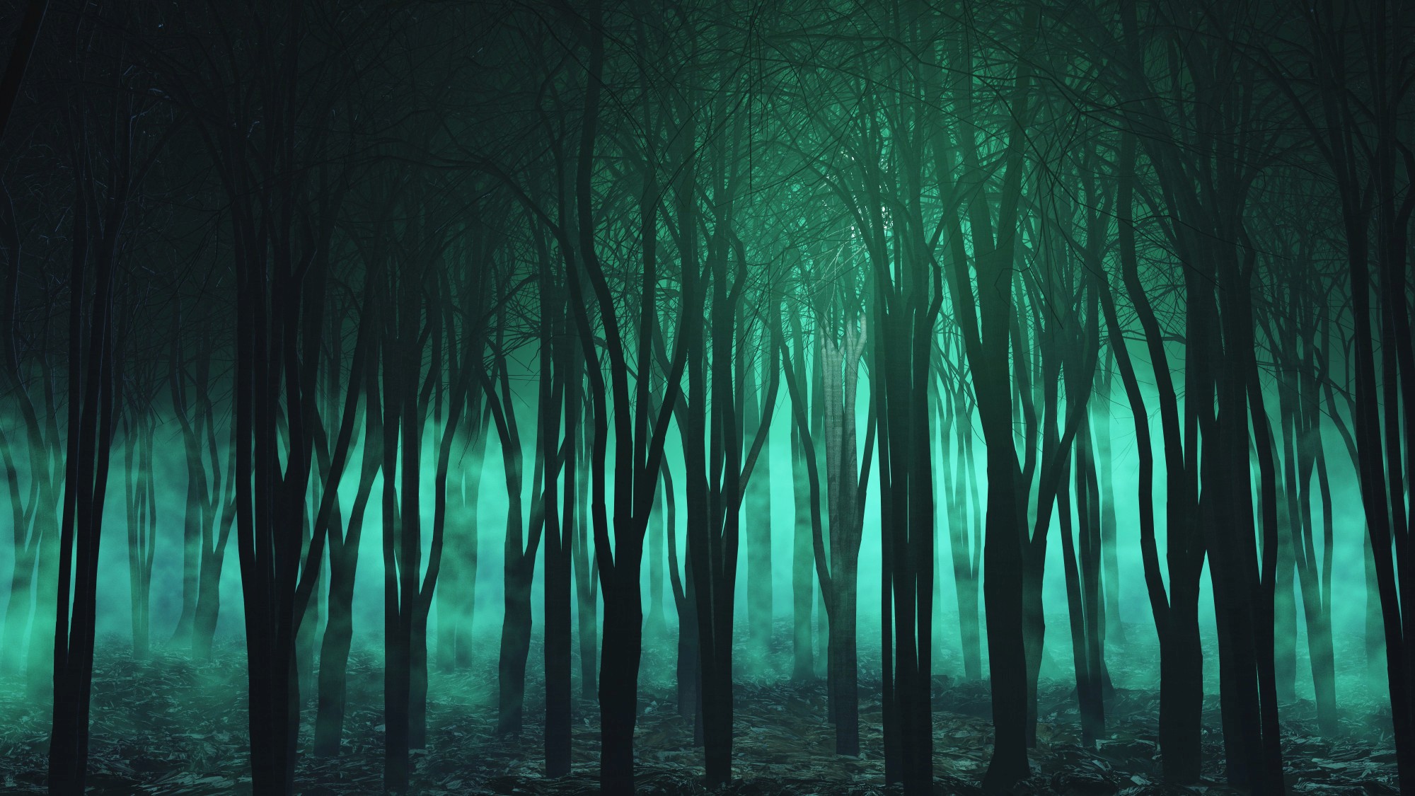 a forest