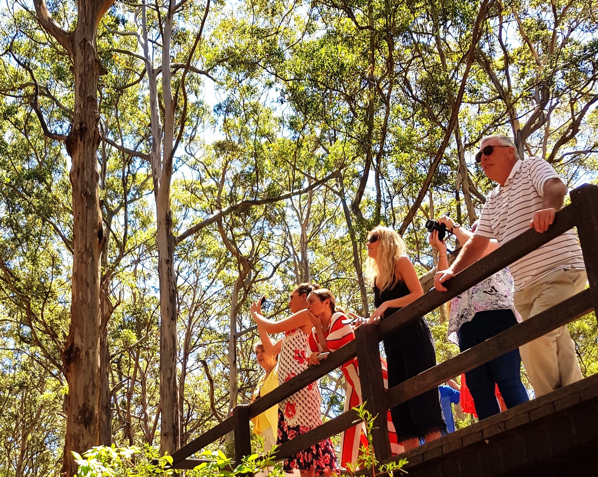 stand amongst tall timber forest at Boranup during a nature walk