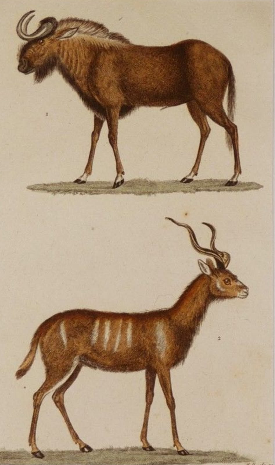 élixir floral, élixir thérapie, prendre sa place, s'affirmer, culpabilité, sentiment de culpabilité, dire non