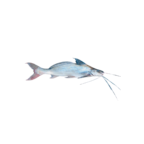 Tilefish