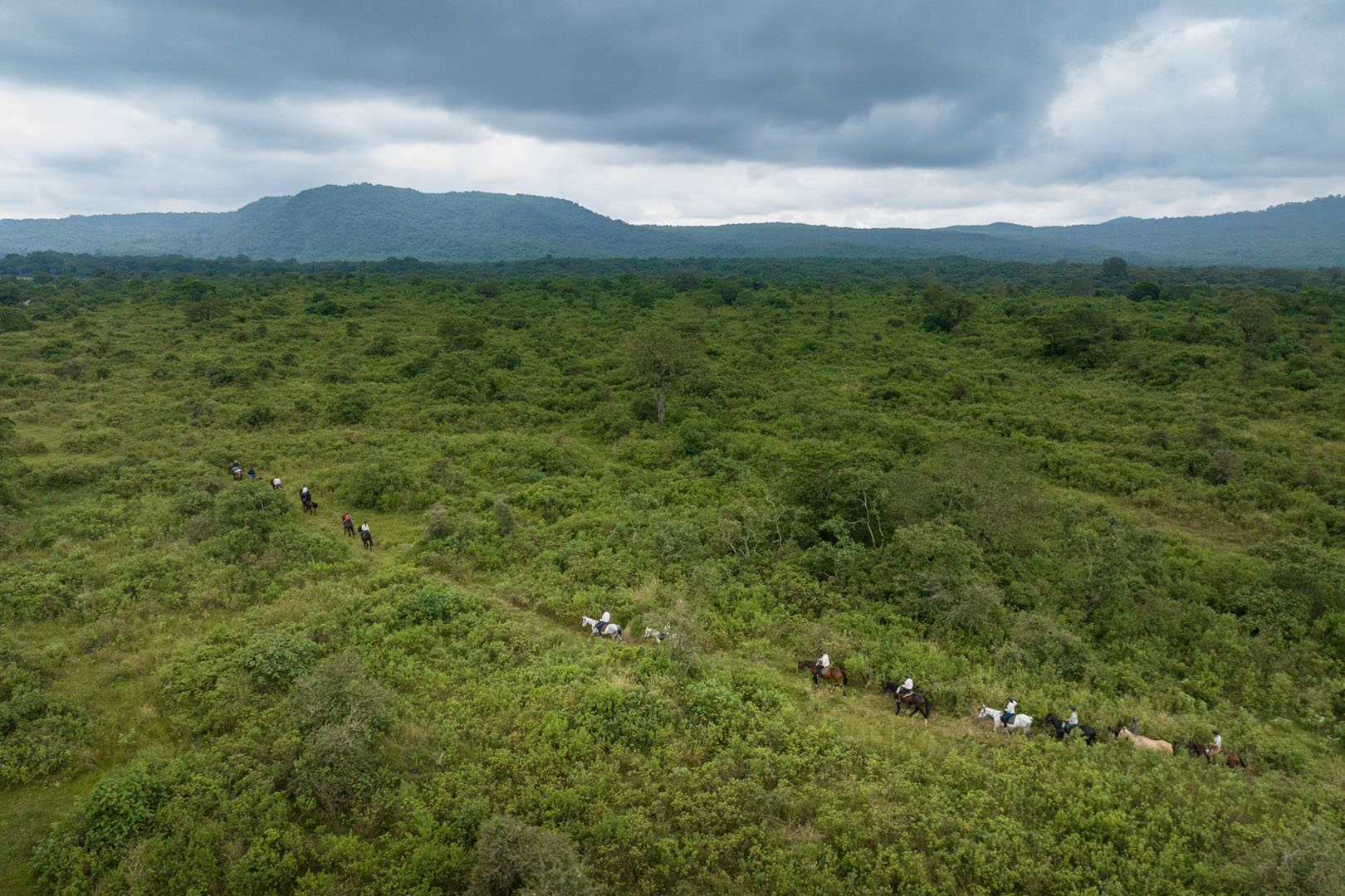 Kilimanjaro Elephant Ride, Arusha National Park, Tanzania – elefant i högt gräs tittar mot kameran, medan fem ryttare till häst på ridsafari i bakgrunden betraktar elefanten i ett grönt och frodigt landskap.