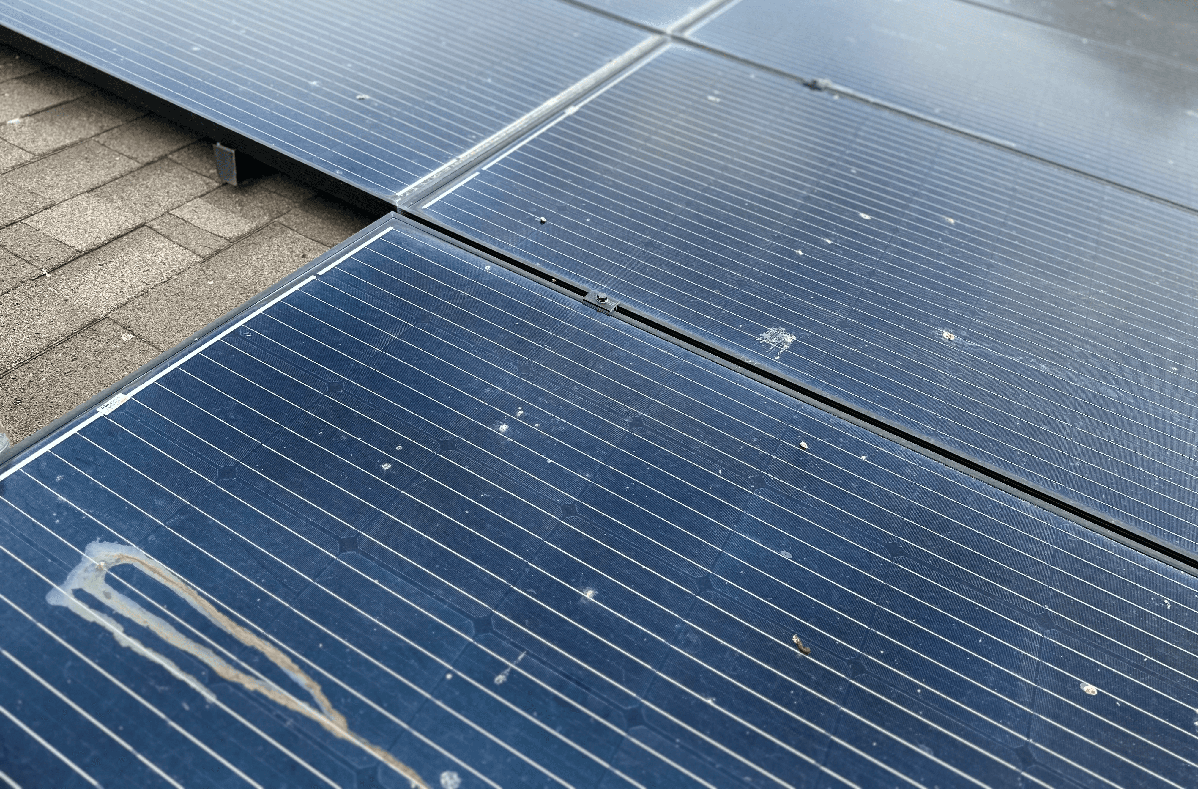 Residential rooftop with solar panels susceptible to wildlife