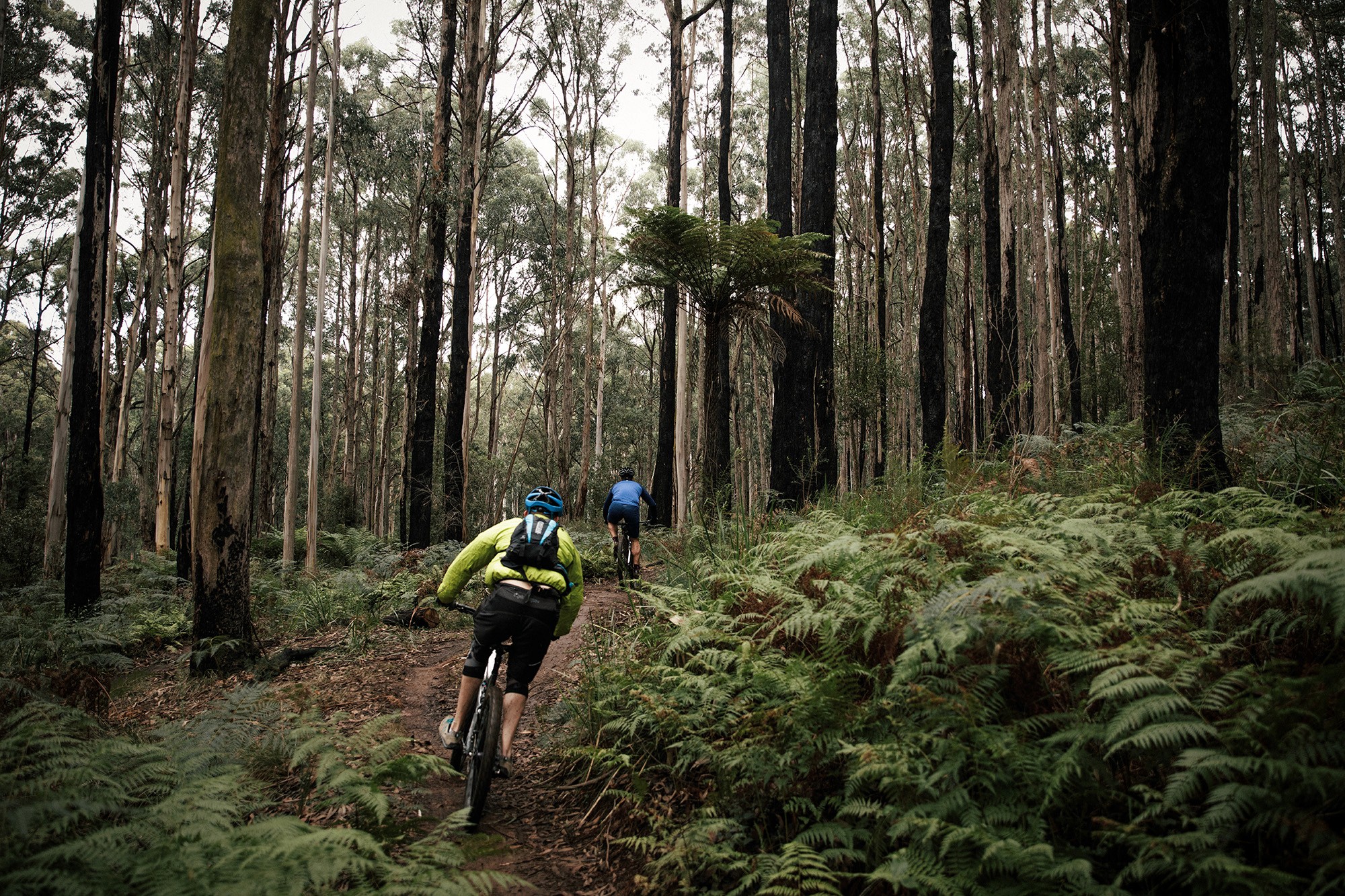 Mountain biking through forest