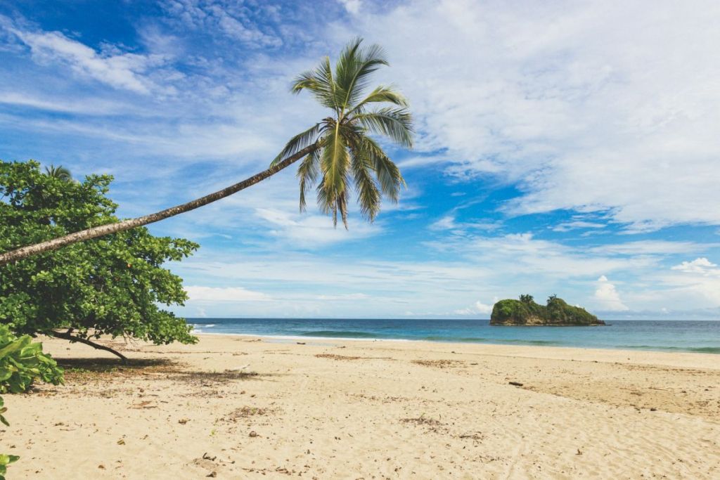 beach and palm tree in costa rica
