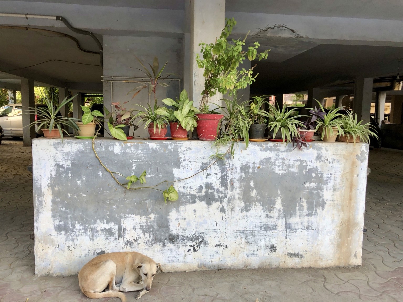 A dog sleeping beneath a row of potted plants. Photograph by Pranjali Shah.
