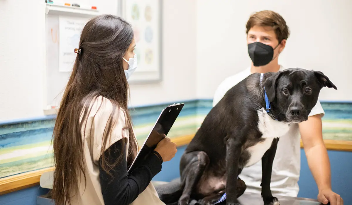 DVM and client talking while dog sits on the exam table.