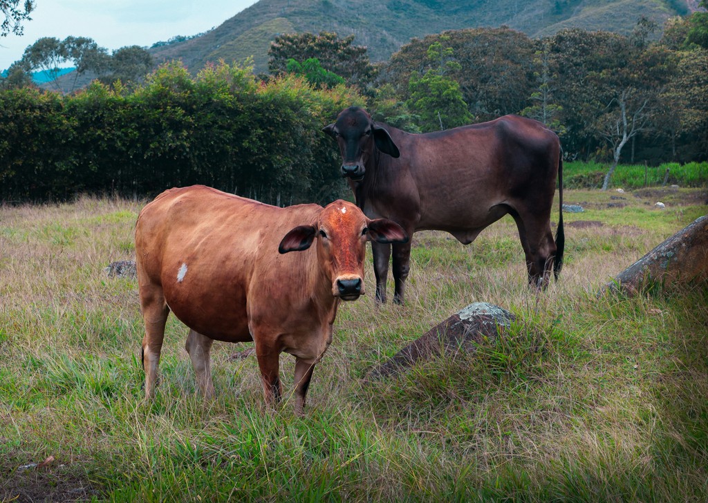 descornado en bovinos