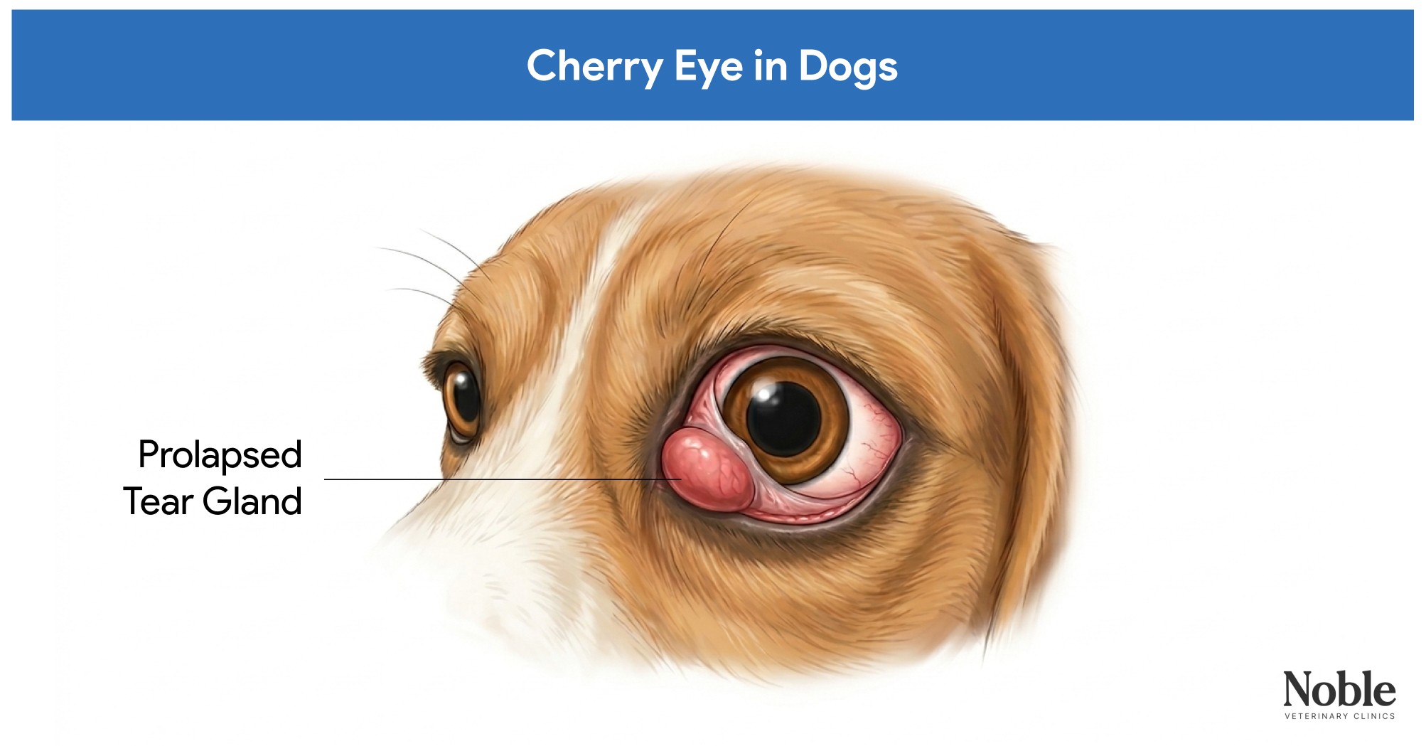 An infographic showing a dog with cherry eye.