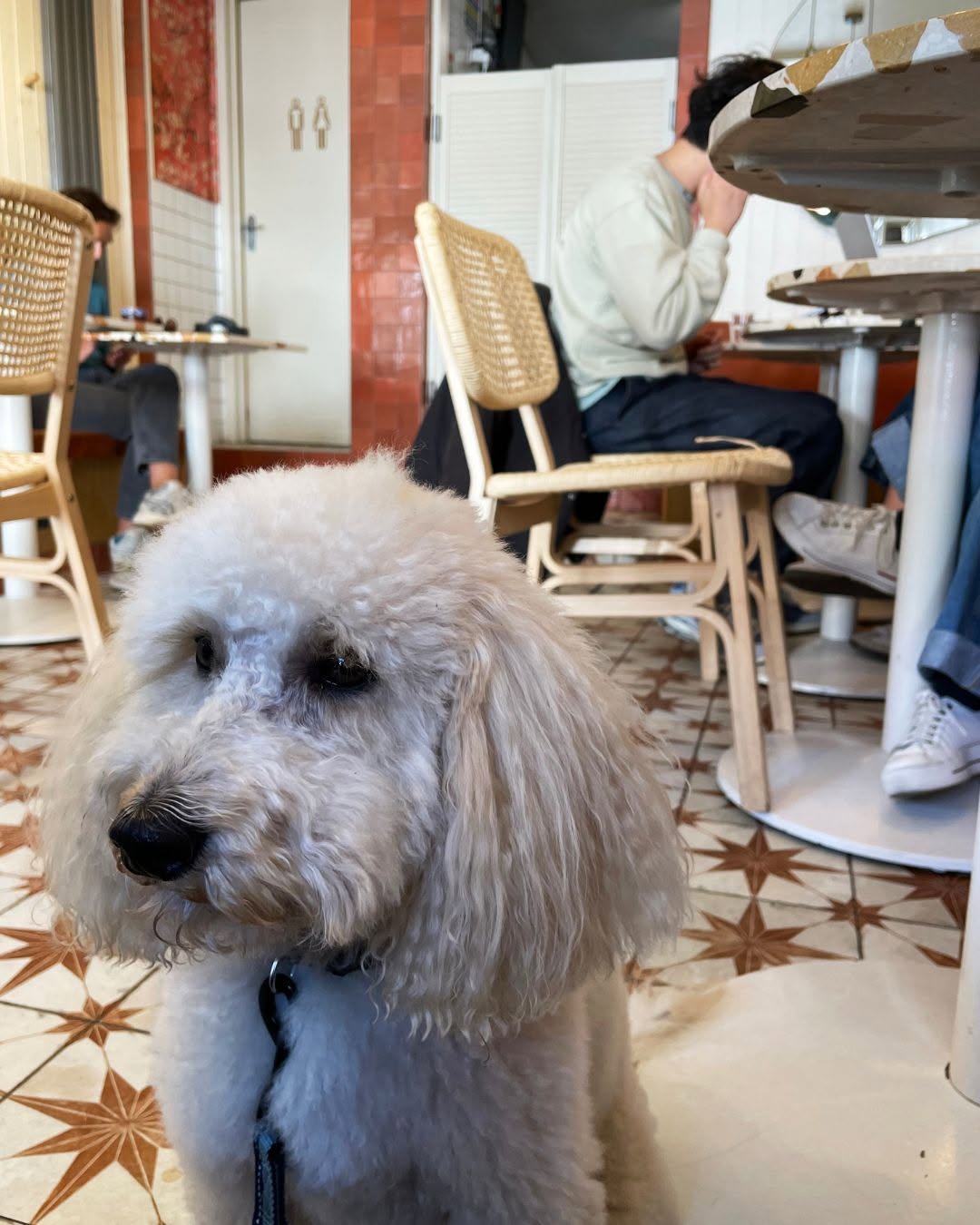 Image of dog in coffee shop.