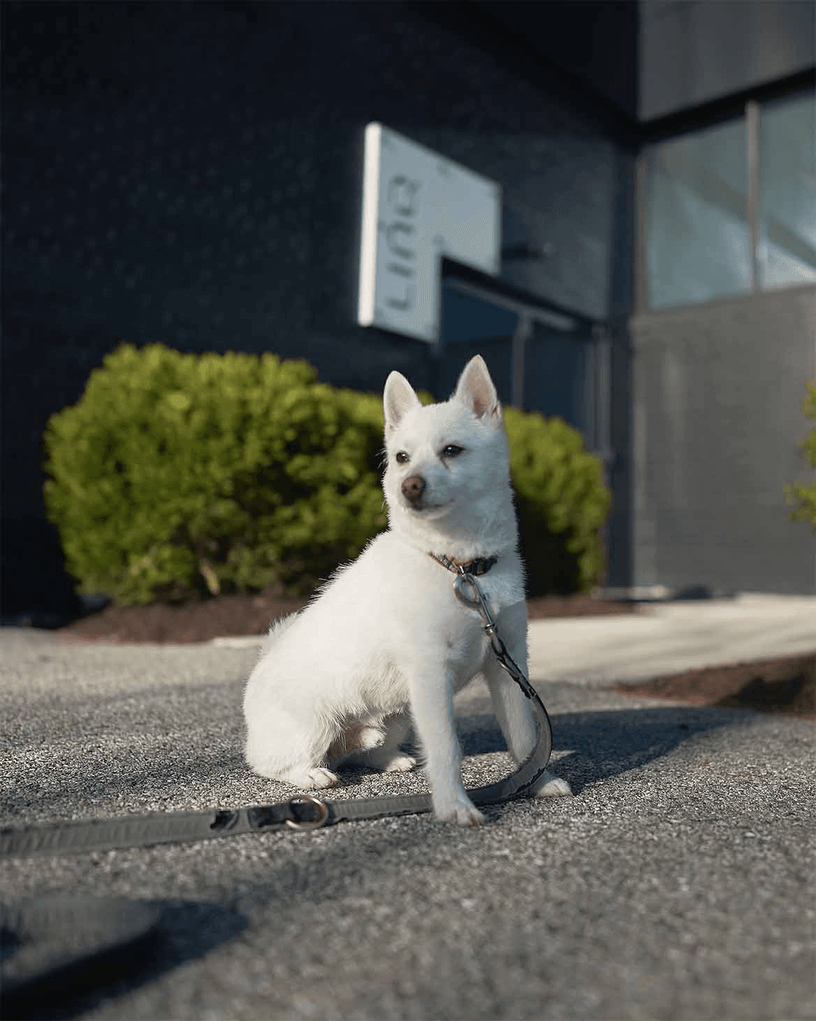 dog sitting in front of linq services sign