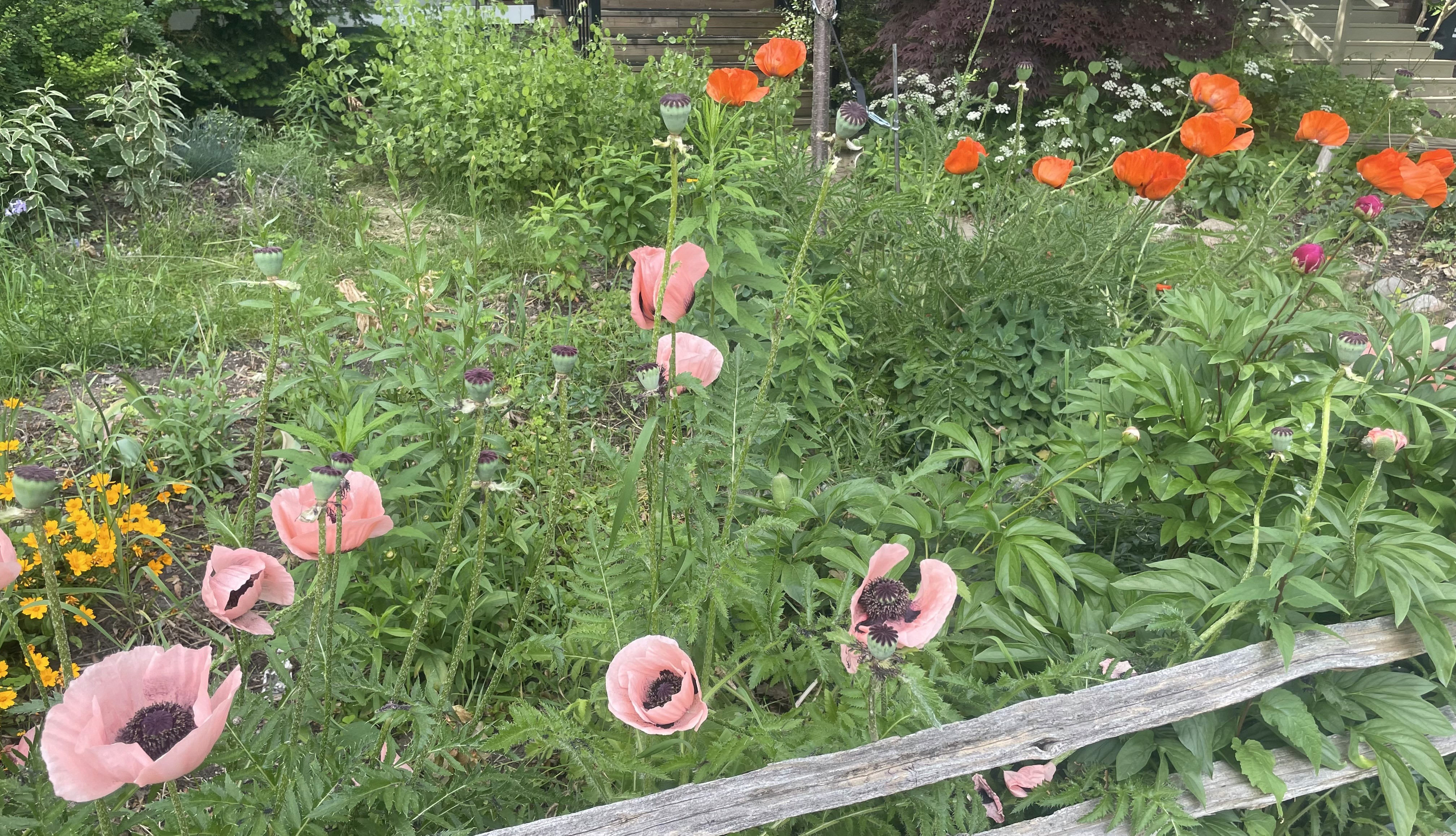 photo of a garden with pink and red poppies and yellow wildflowers