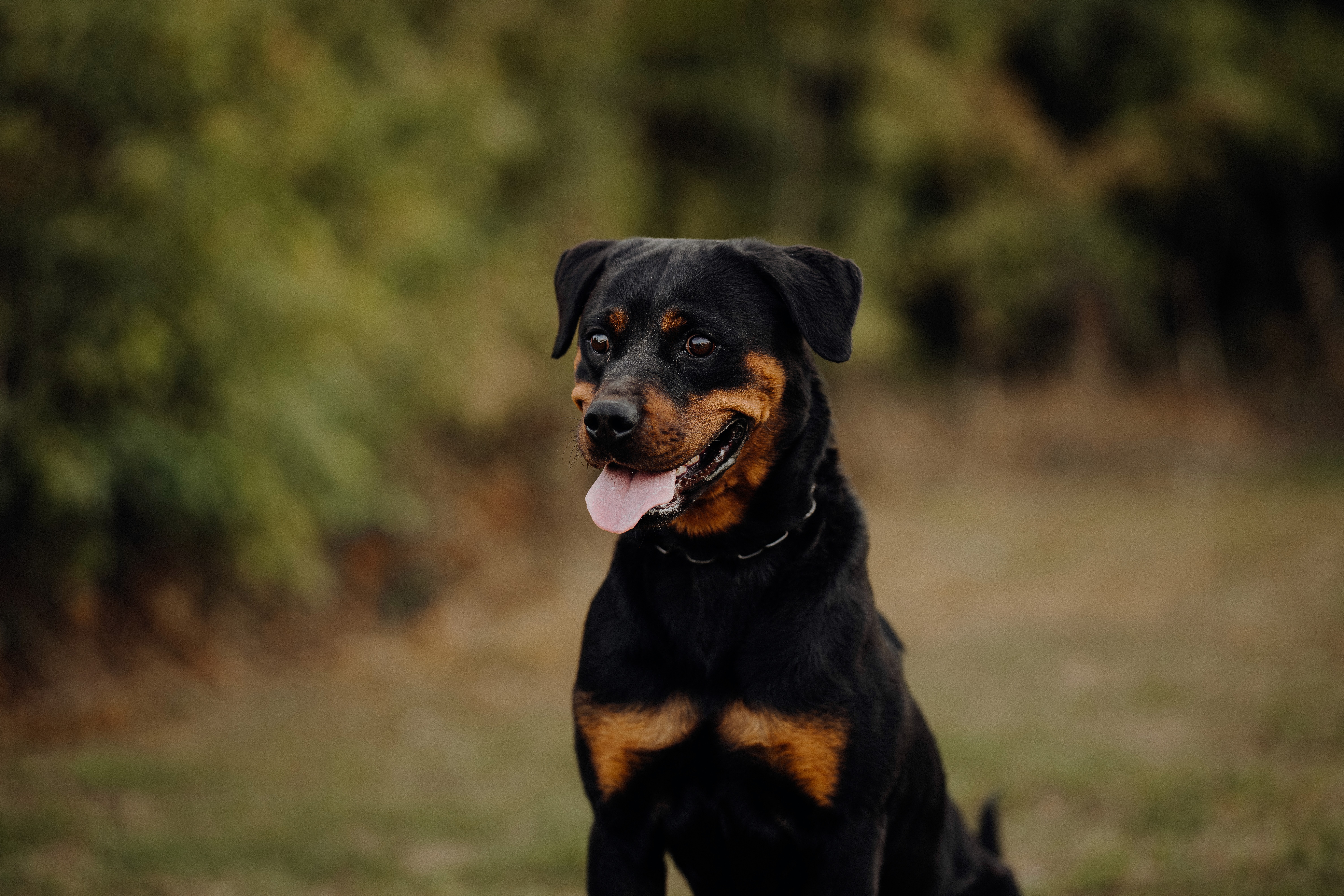 Rottweiler Puppy