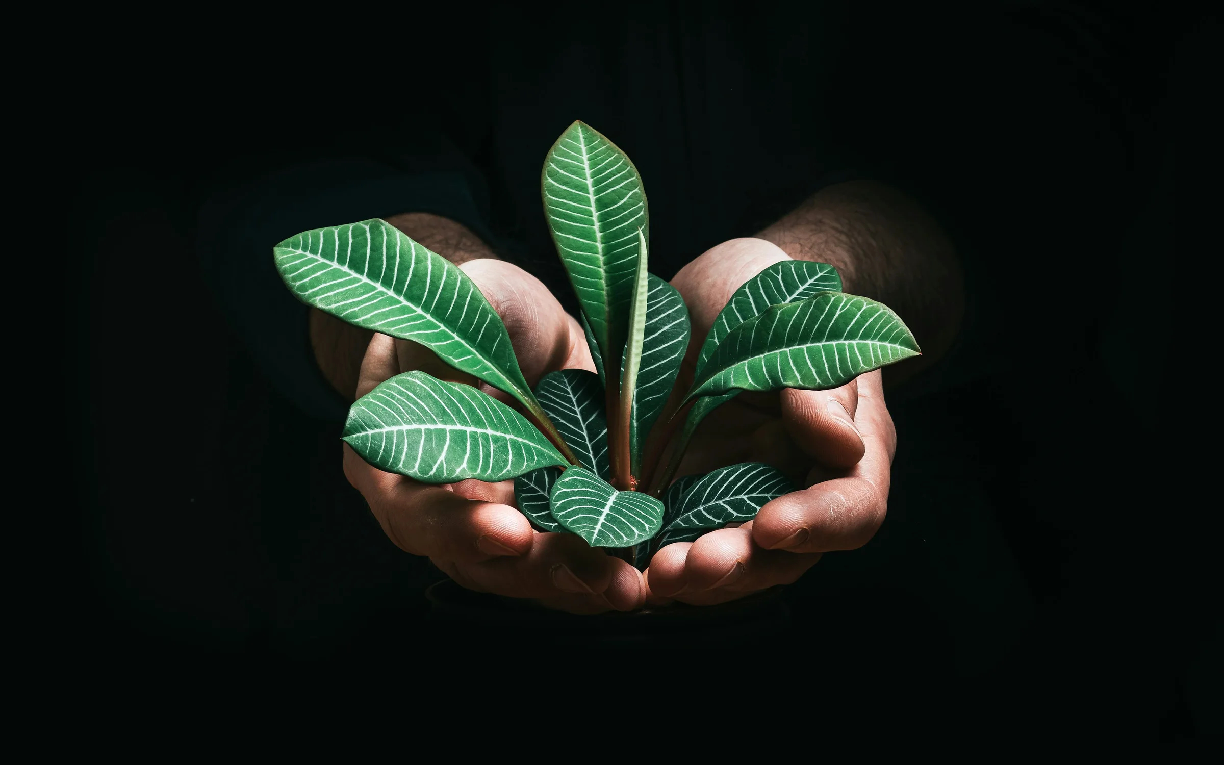 Nonprofits industry: digital products by Alpha Expansion