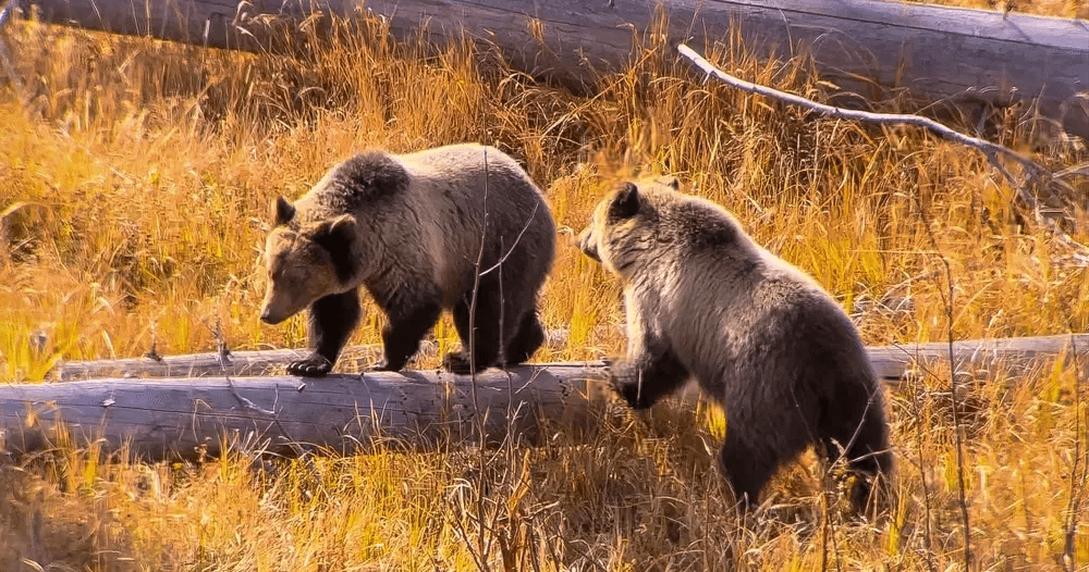 brown grass field under blue sky during daytime