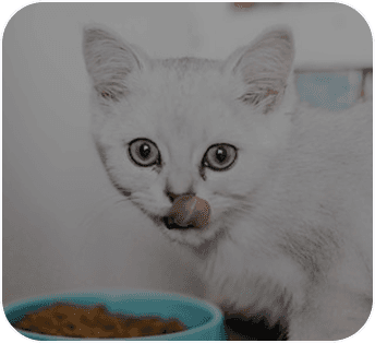 How often should you groom semi-long coats?