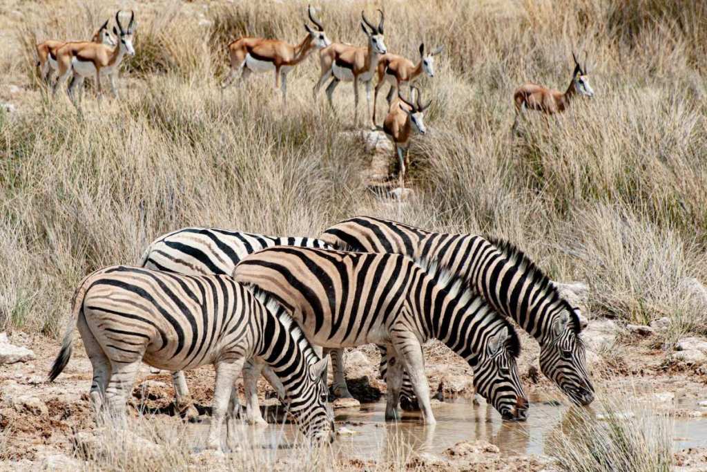 Zebras at the watering hole in Etosha National Park, Namibia