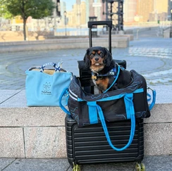 Peru sitting on top of his carrier and suitcase outside of the airport