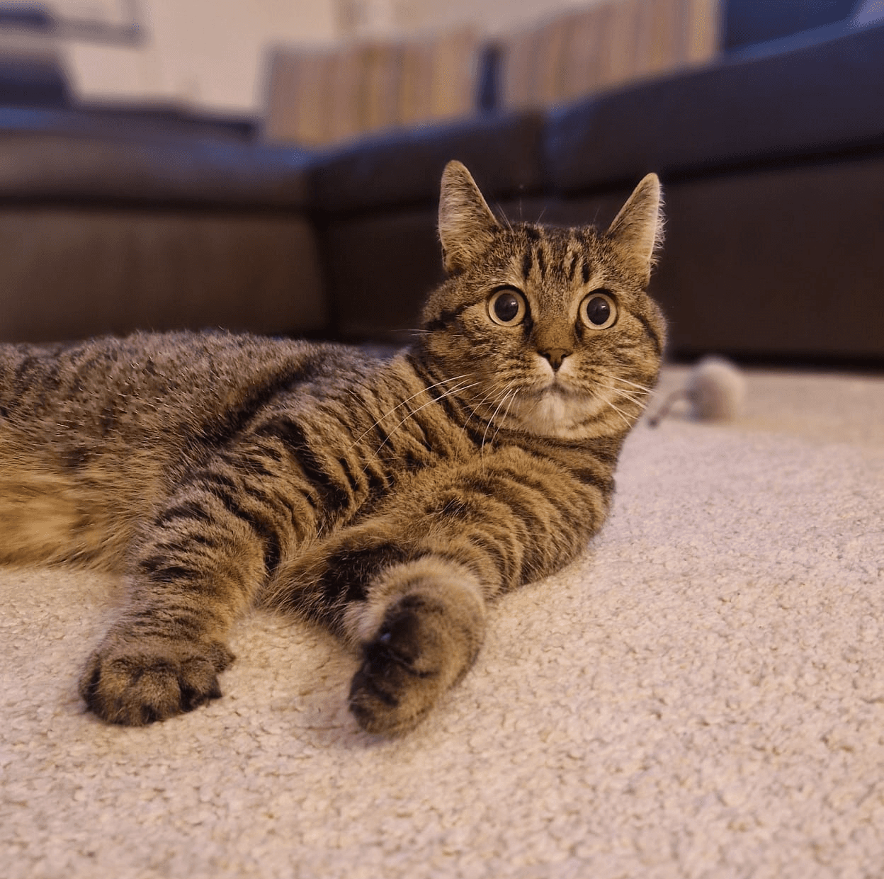 getigerte Katze liegt in Seitenlage auf dem Teppich und sieht etwas