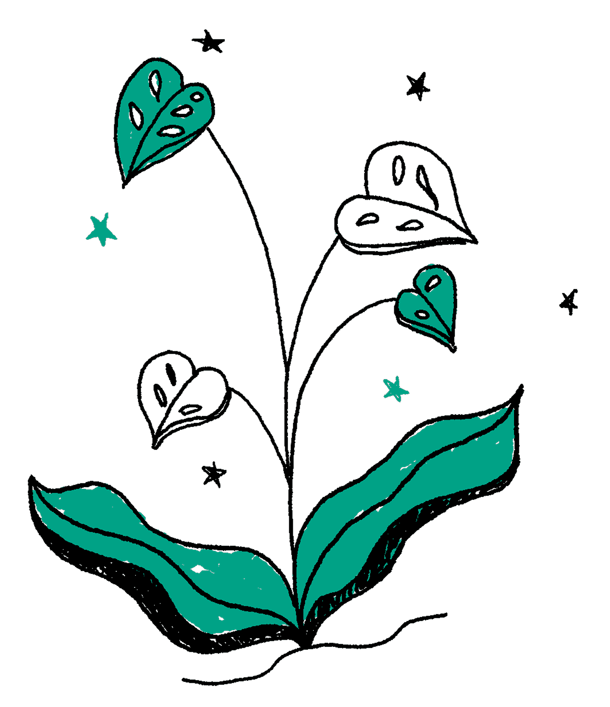 a monsterra plant with stars