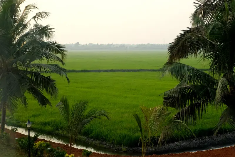 View across paddy fields and a canal framed by coconut palms near Vedic Village Alleppey, setting for a Houseboat Wedding