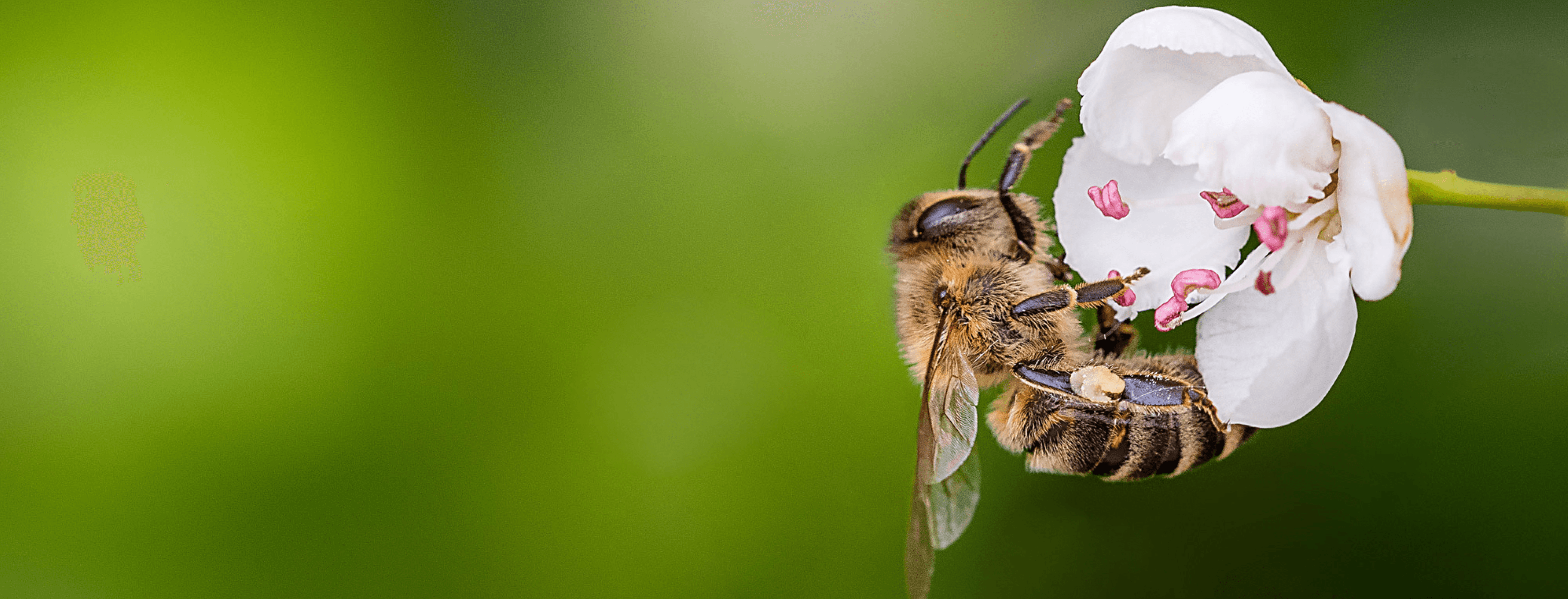 Save the Bees, save the planet