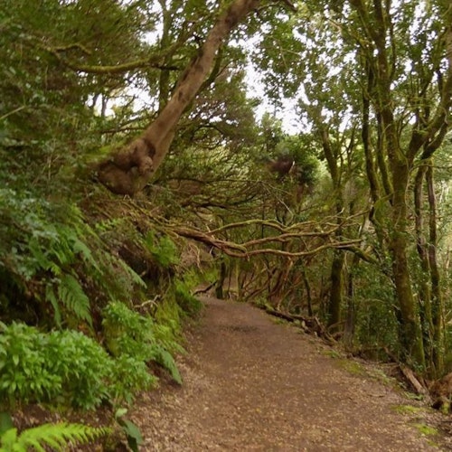 Floresta de loureiros