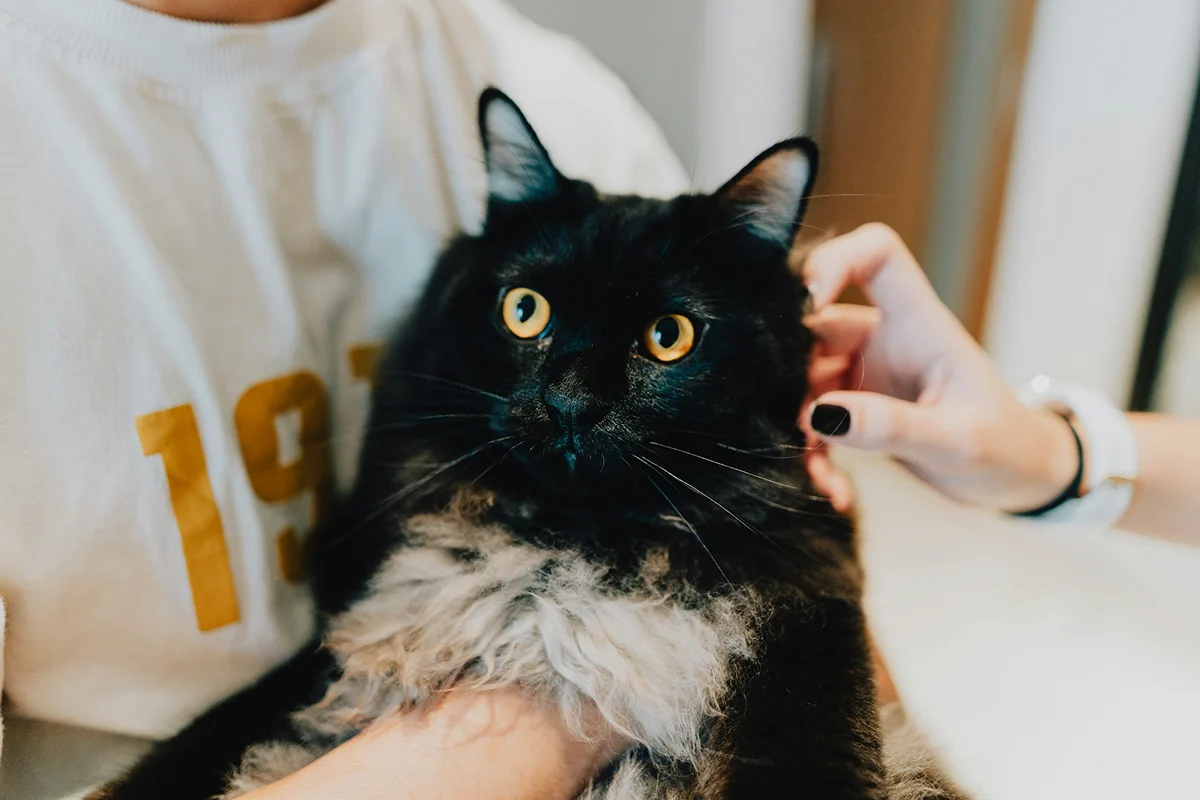 Customer holding a black long-haired cat