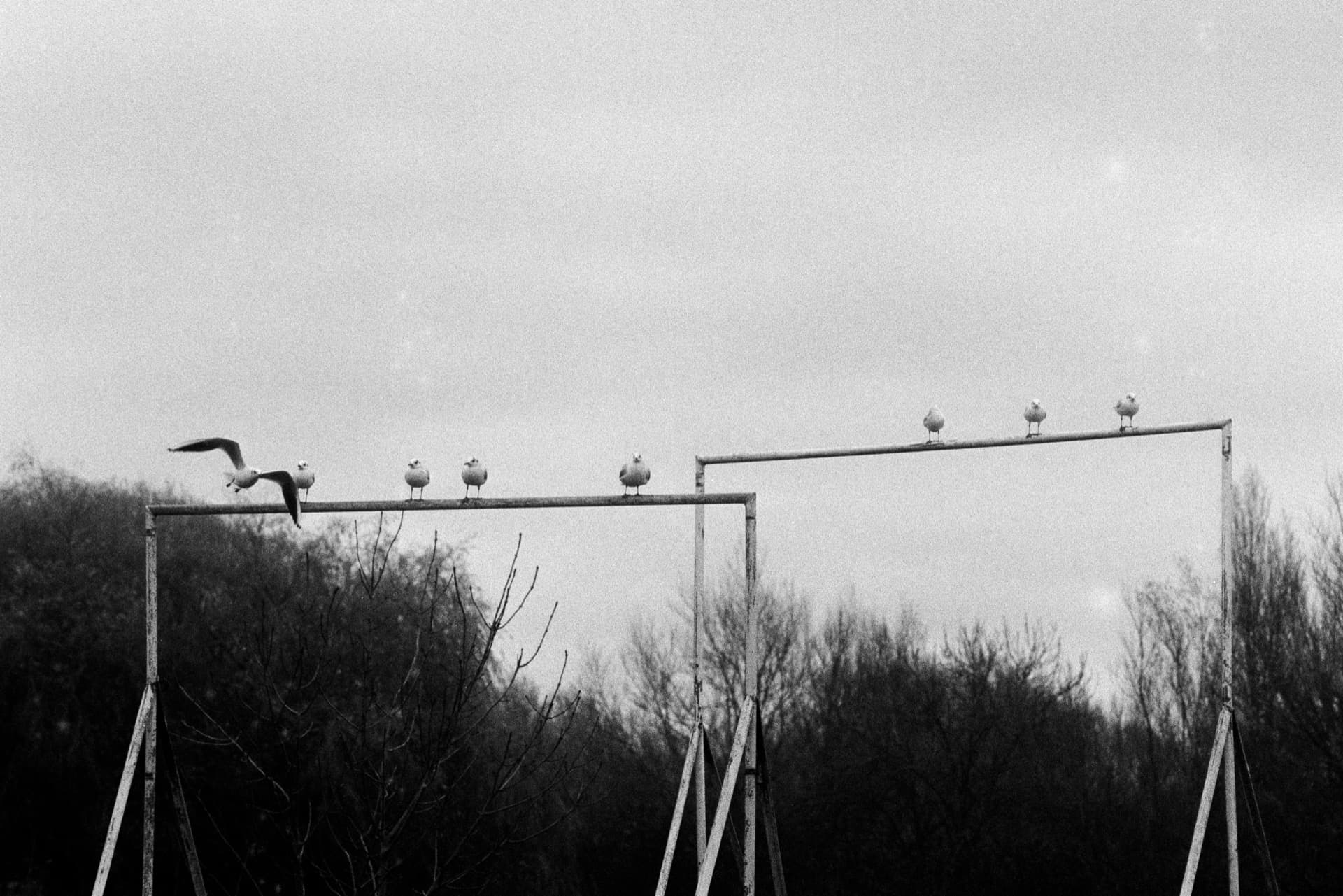 Seagulls perched on metal crossbar with one bird taking flight against bare trees