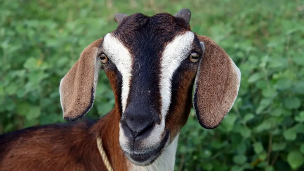Malabari Goat Breed