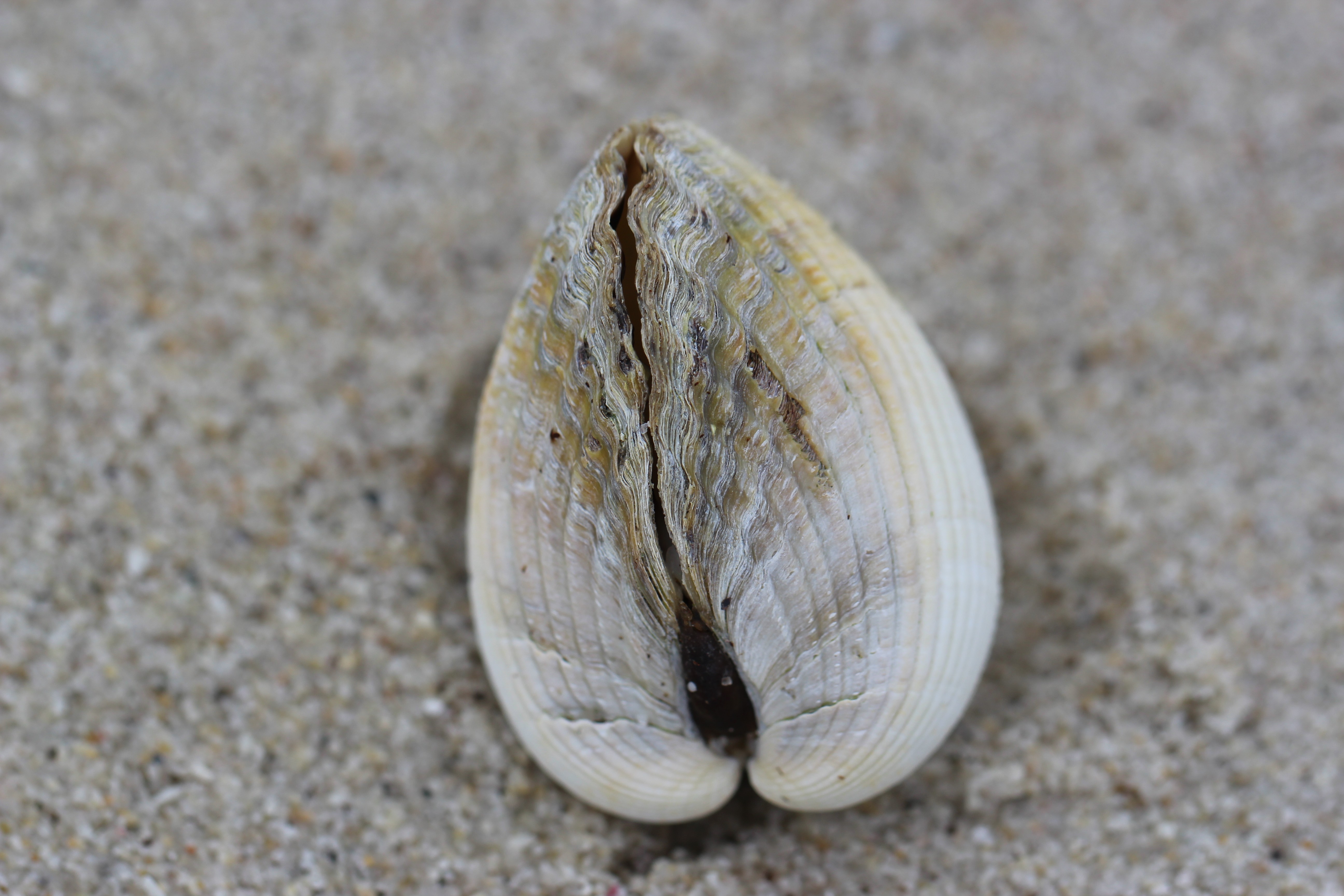 blue sky and white clouds over the sea