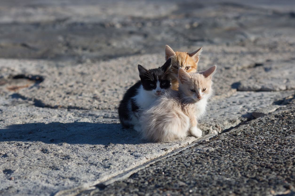 Three baby cats in the street