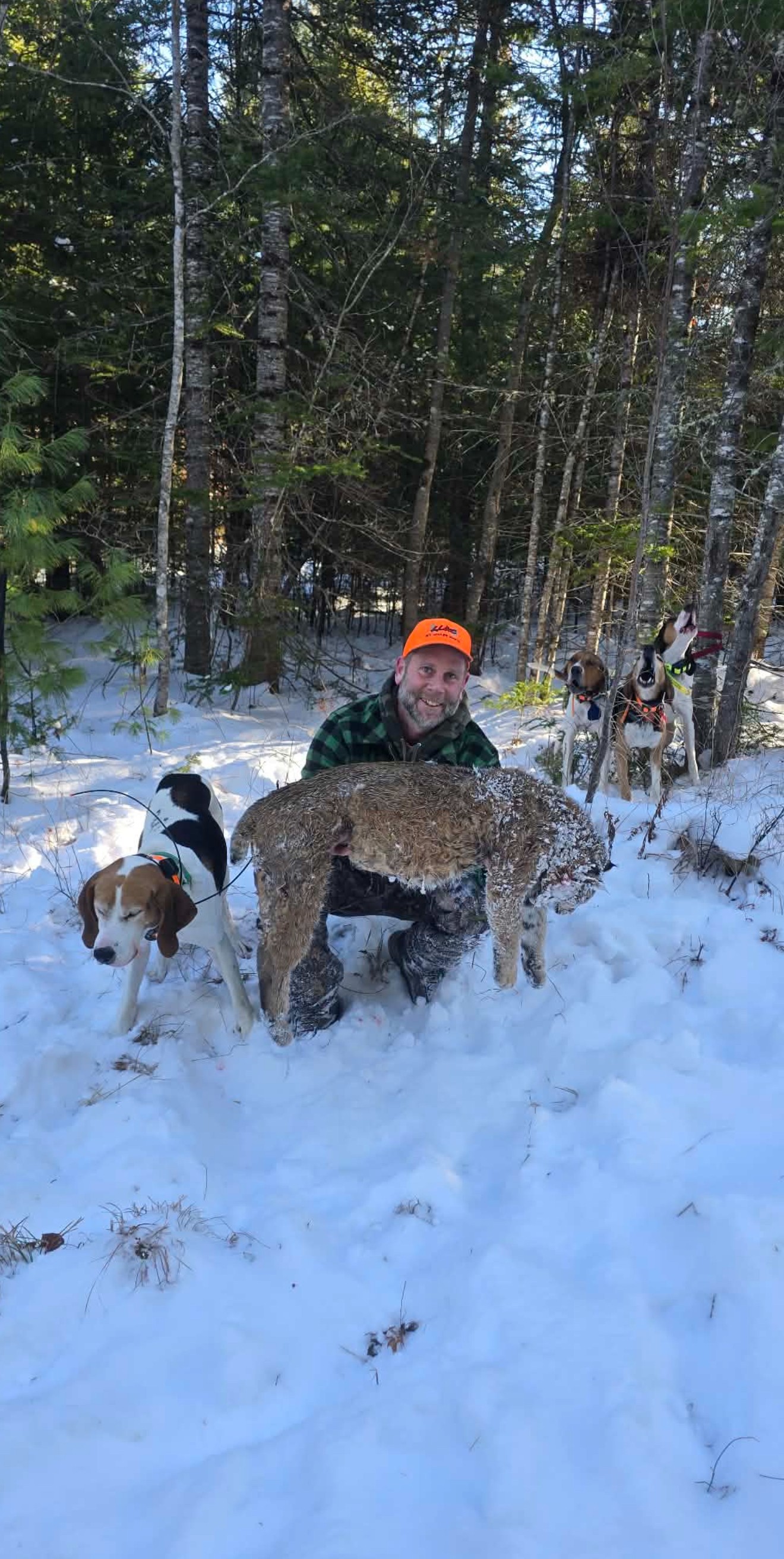 maine guide for bobcat hunting