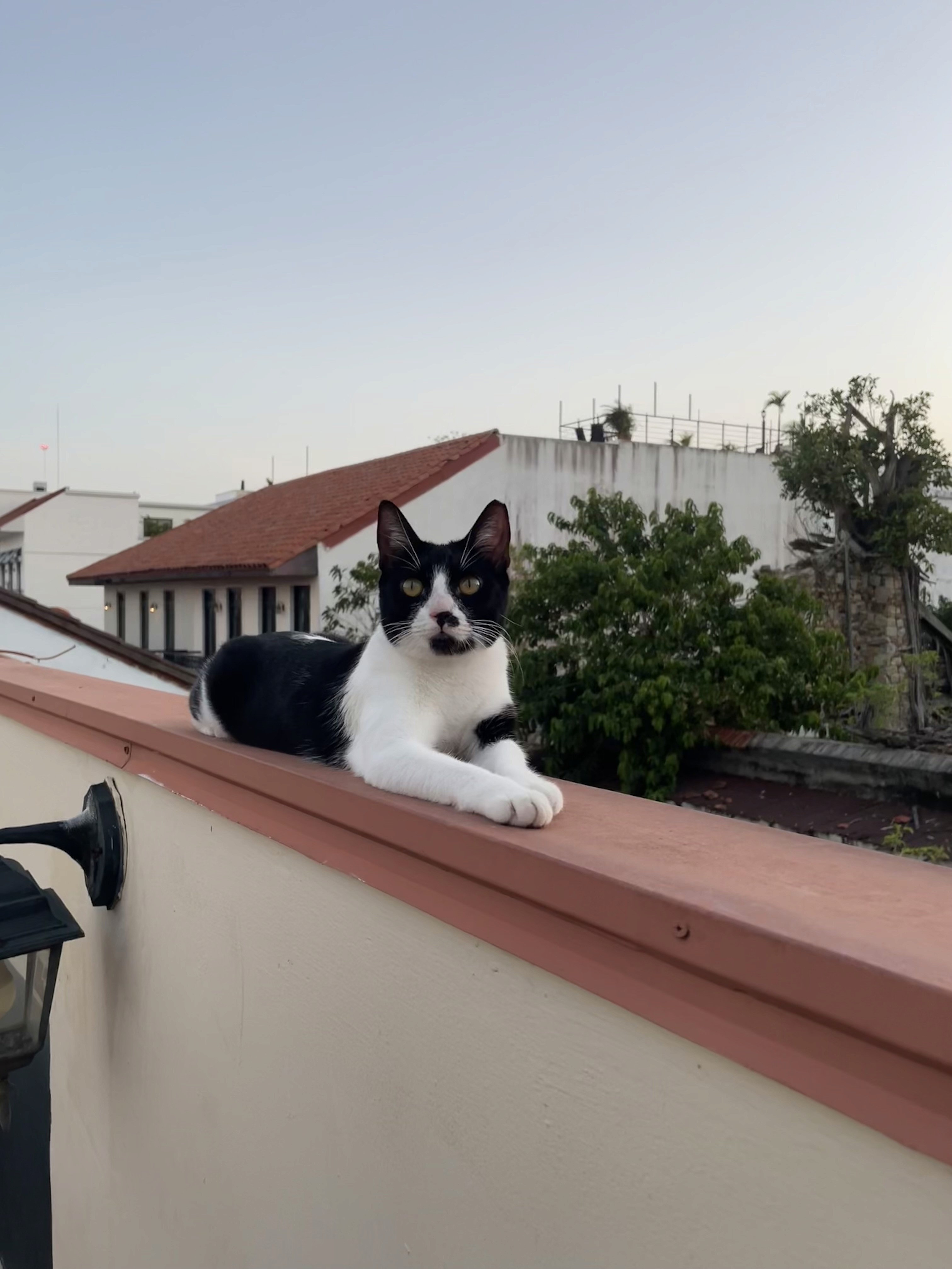 Miti