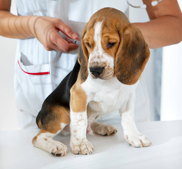 A dog receiving the DHPPi/L vaccination for many common diseases