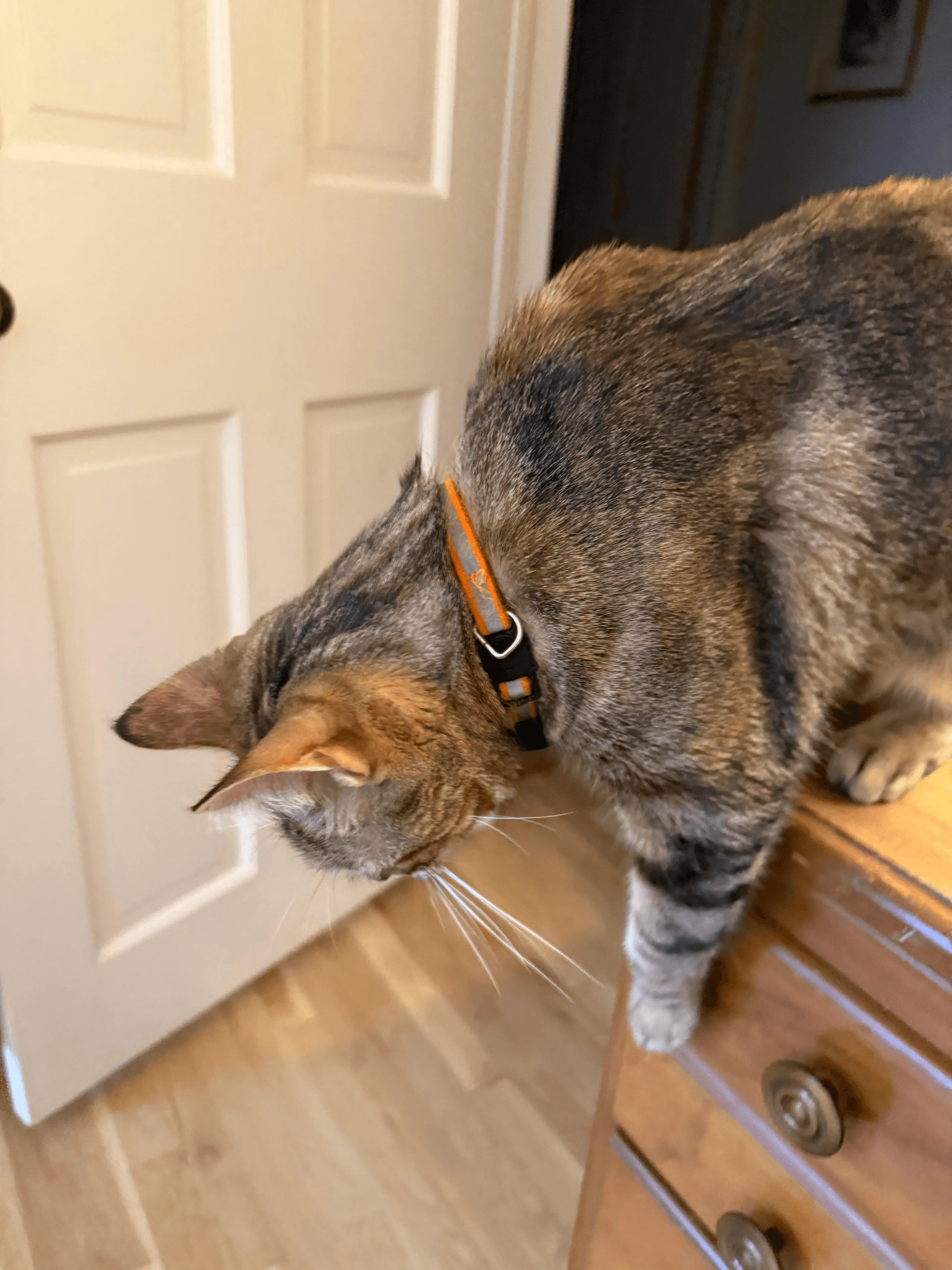 Cathy M, New Jersey with Levon