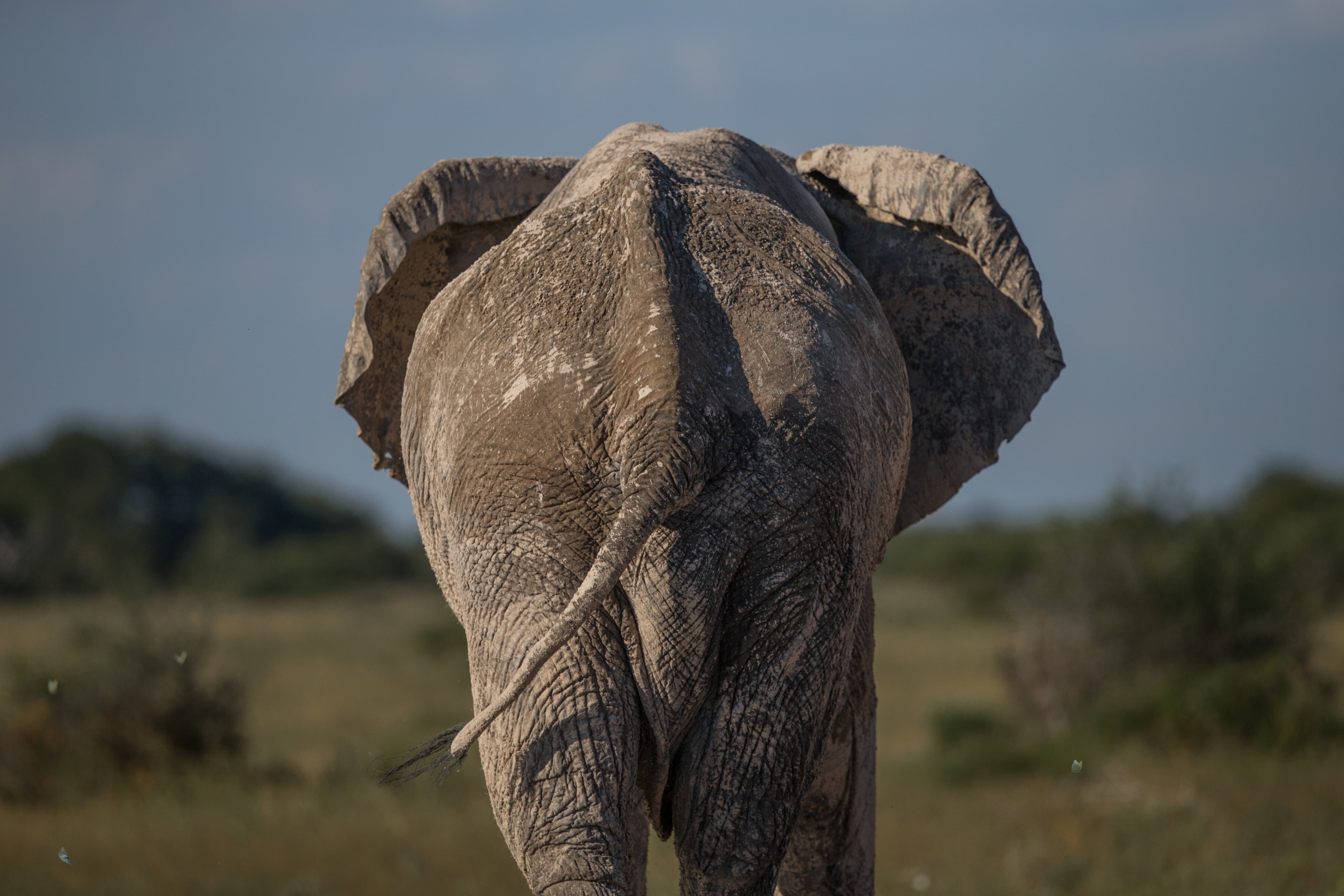 Elephant walking away