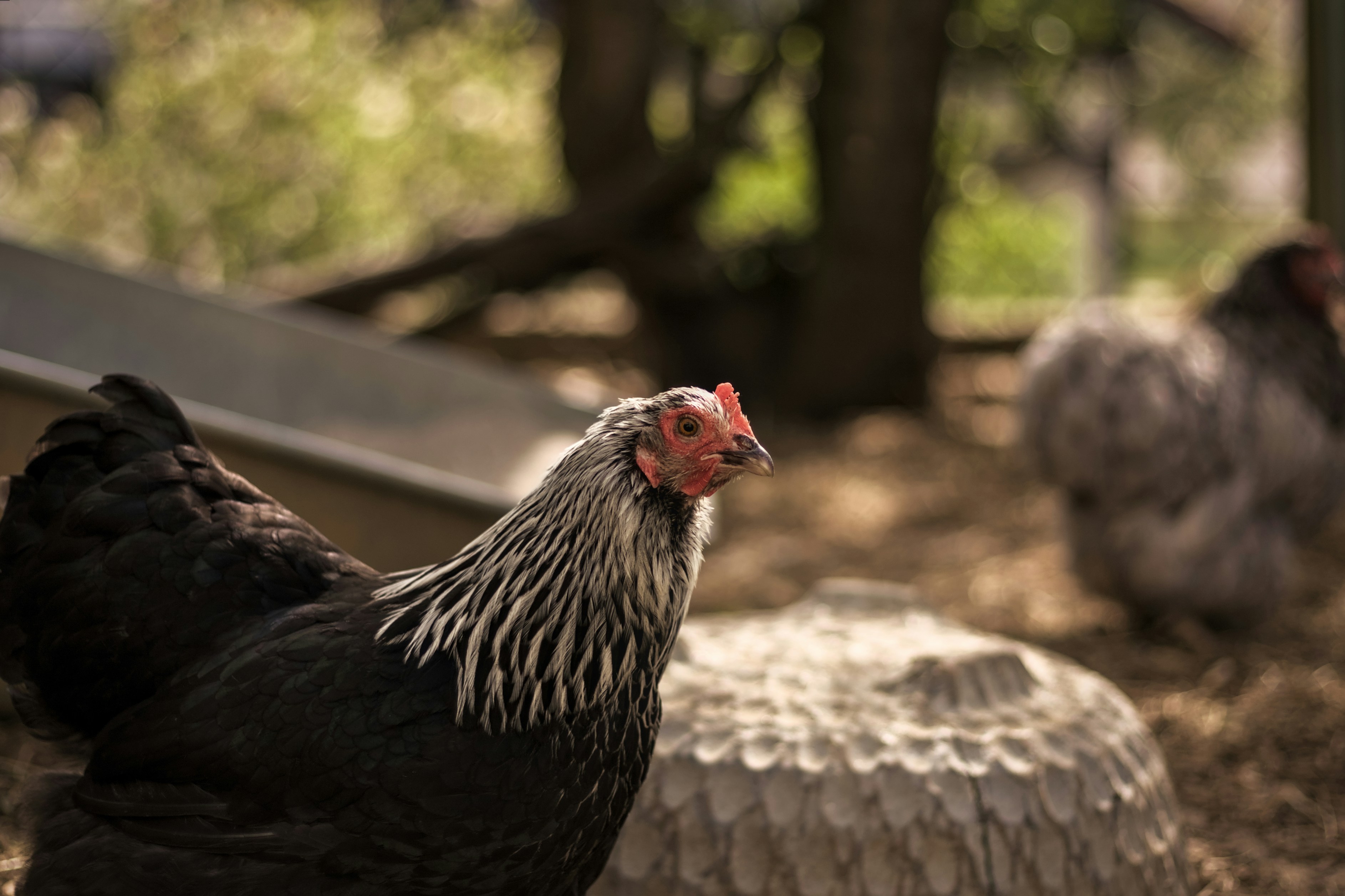 a group of chickens standing on top of a dirt field