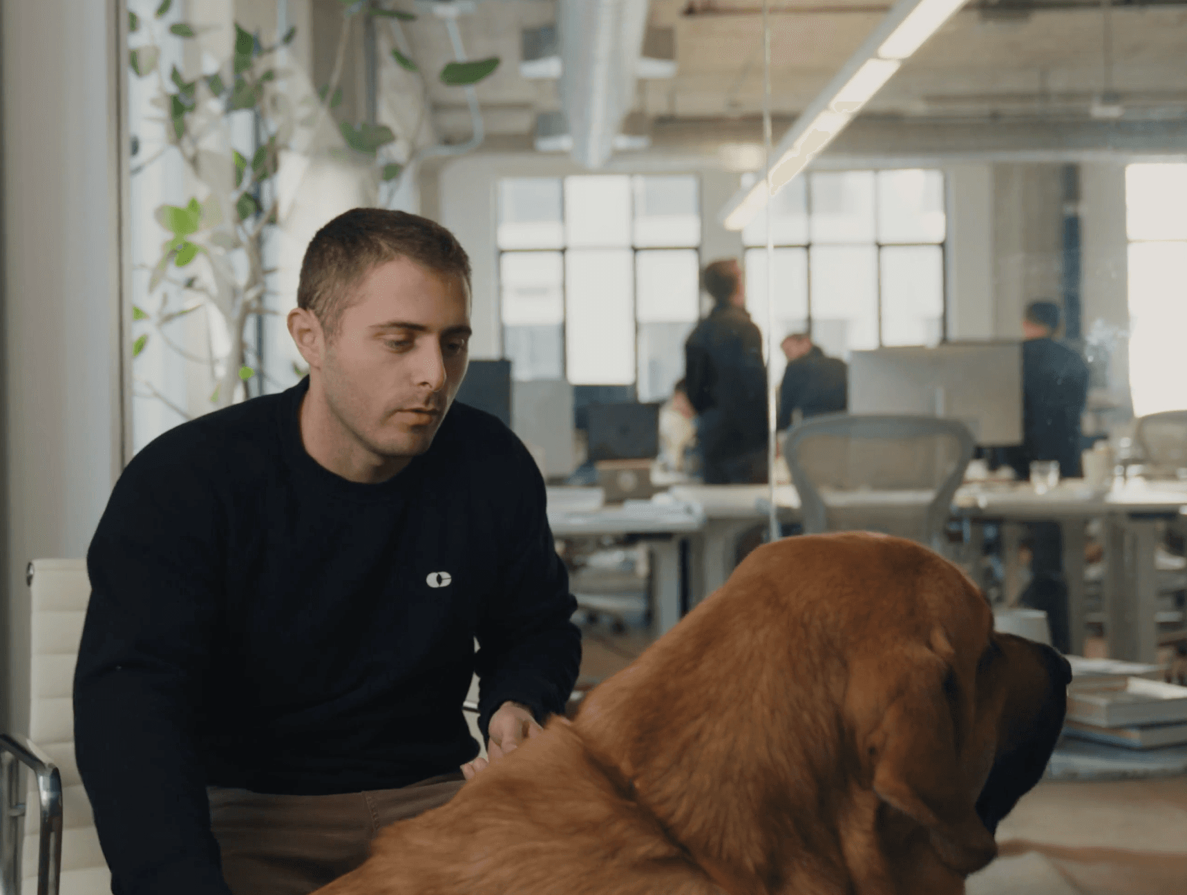 Dog in Console Office
