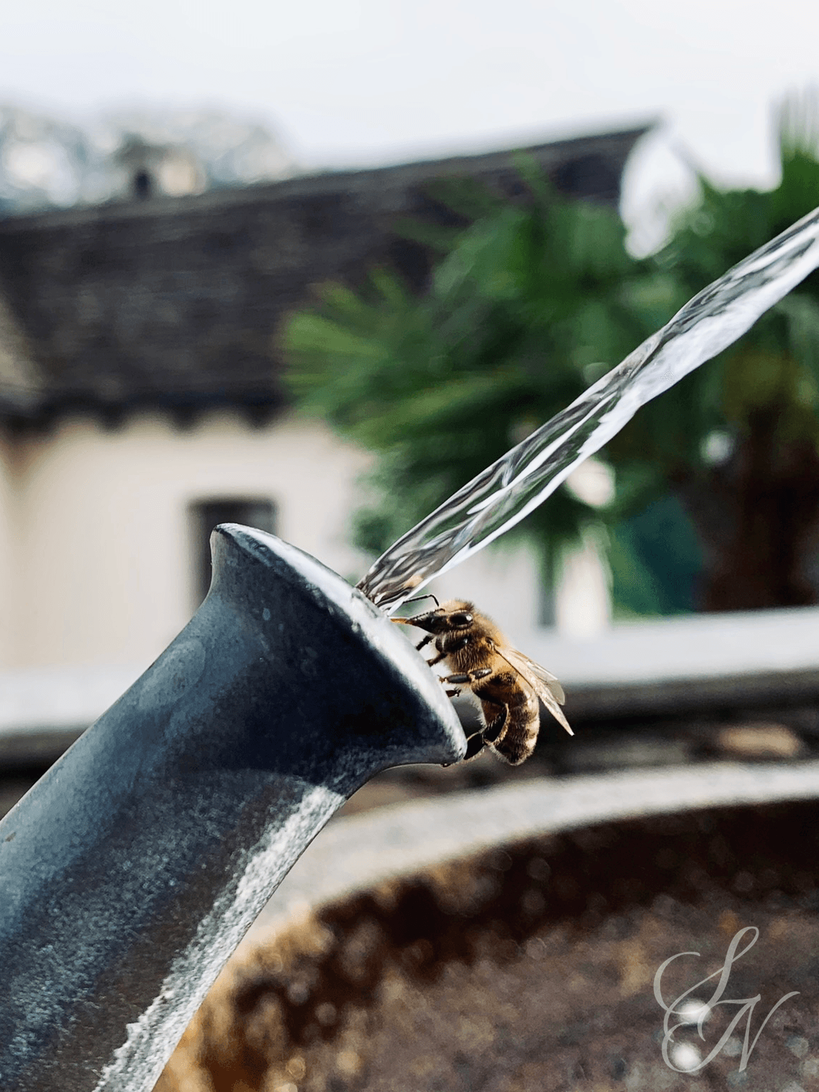 A bee drinking water from a fountain in the Swiss village of Borgnone.