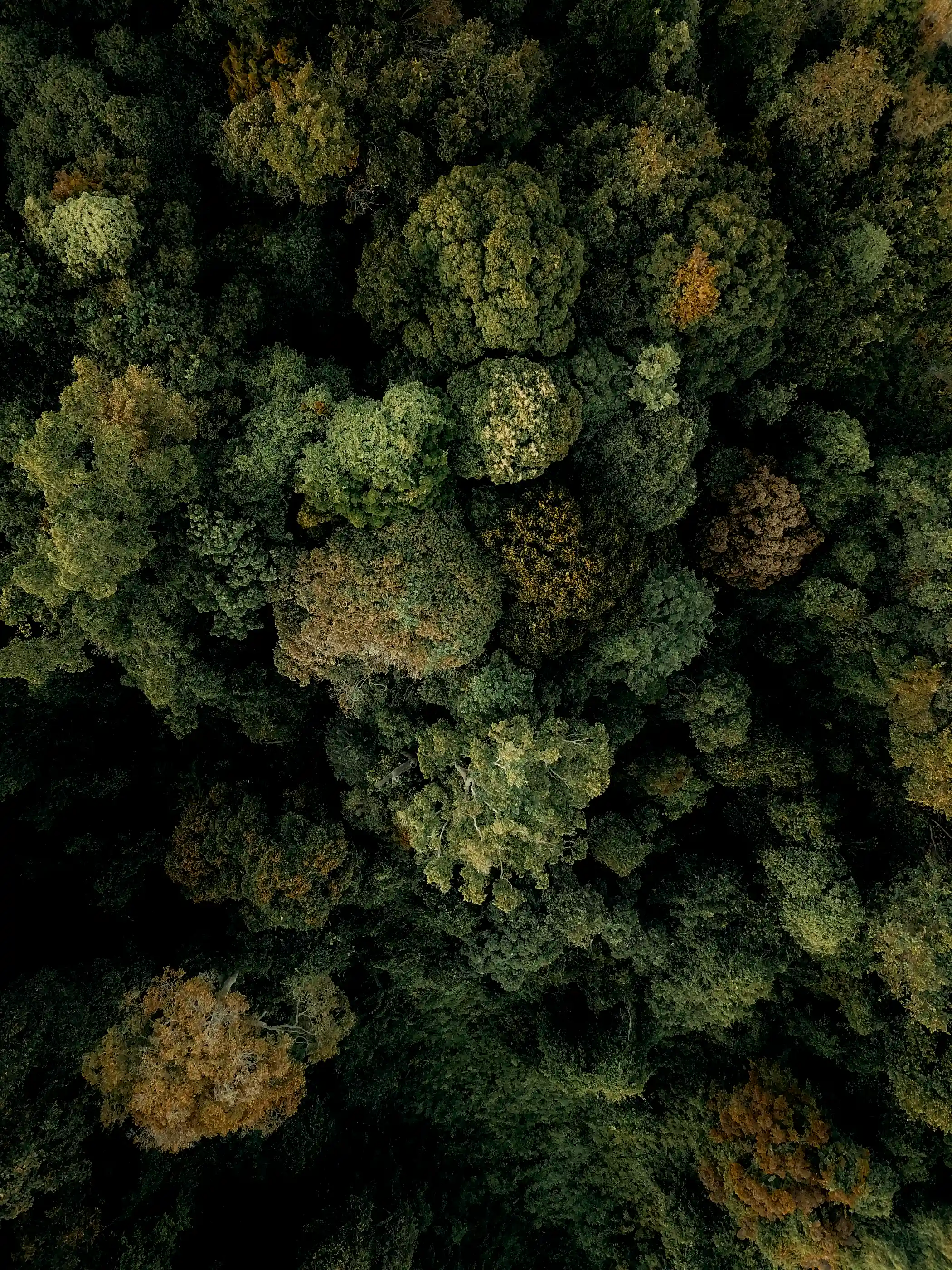 A top view of a green forest