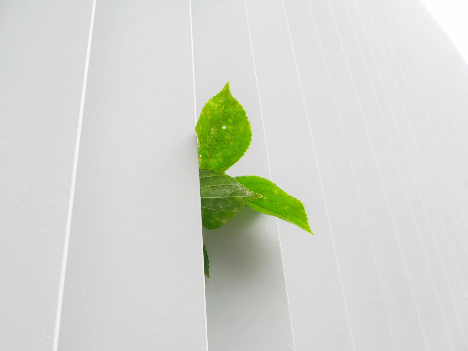 A close-up minimalist shot of a bright green leaf peeking out from a narrow vertical gap between smooth white exterior panels.