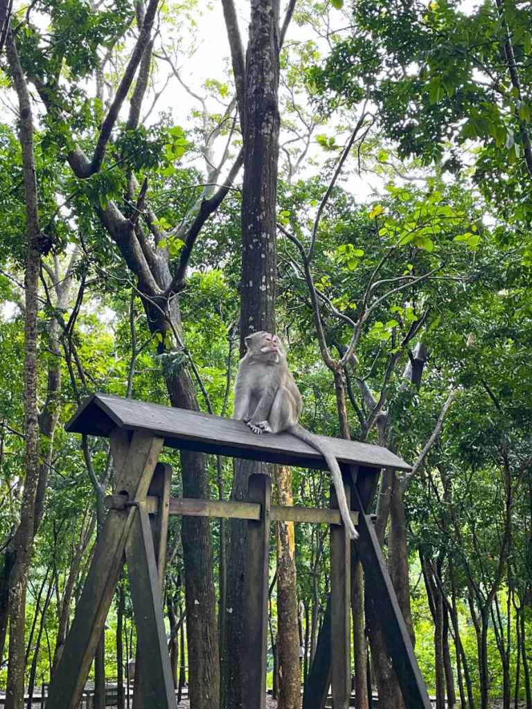 Monkey in Ubud monkey forest