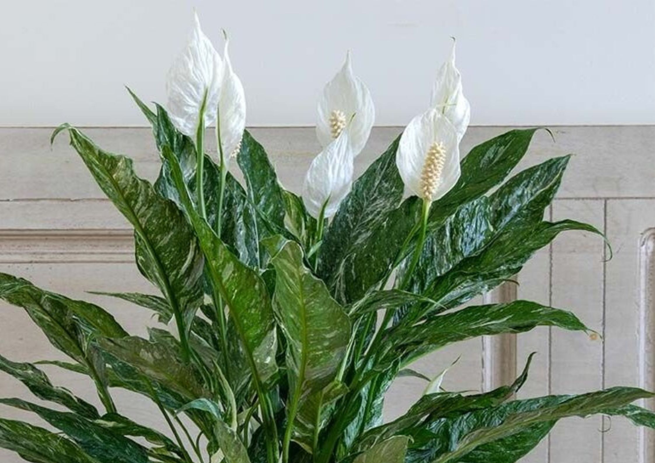 Air-purifying peace lily in decor