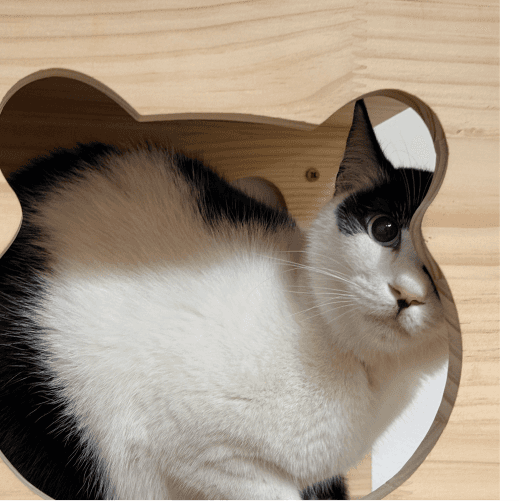Happy cat pawstreet